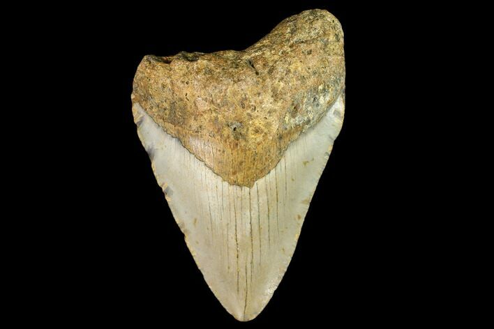 Bargain, Fossil Megalodon Tooth - North Carolina #109682